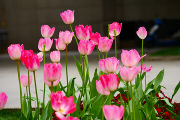 A bunch of pink tulips are blooming in the spring garden