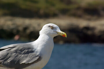 Closeup of a herring gull at seashore with rocks and sea at background