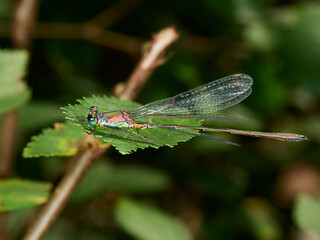 dragonfly on a leaf