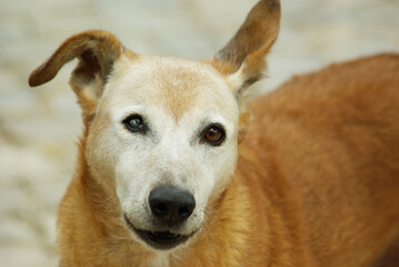 Red haired dog with cataract, looking at camera