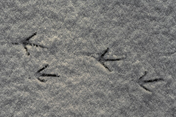 California Quail Tracks in the Snow