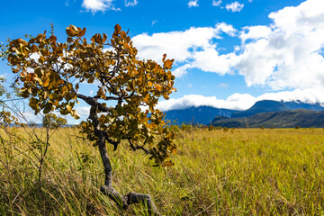 Scenic view of Canaima National Park Mountains and Canyons