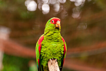 red-spectacled amazon (Amazona pretrei), beautiful parrot in southern Brazil