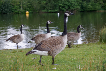 Group of Canadian geese all facing to the right. Canadian geese standing beside a lake.