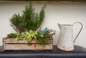 Vintage style watering jug and wooden crate of herbs. Garden solutions for small spaces. Green finger concept.