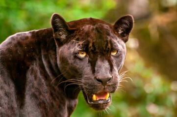 Beautiful and rare black jaguar in Brazil, (Panthera onca) looking at camera.