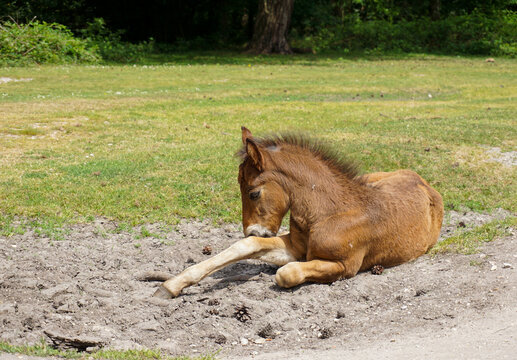 young brown horse foal laying on ground on sunny day. Cute baby horse resting in wild. 
