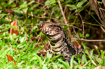 Beautiful lizard in the forest in Brazil, Argentine black and white tegu (Salvator merianae).