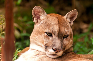 Beautiful puma in a zoo in Brazil, The cougar (Puma concolor).