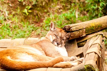 Fotobehang Beautiful puma sleeping in a zoo in Brazil, The cougar (Puma concolor). © Giovani Dressler