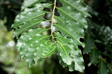 A beautiful close-up view of wild tree leaves.