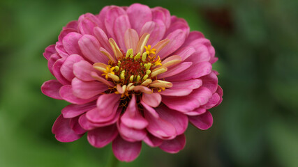 Selective focus on a red flower with blur background. Pink Gerbera in the garden. Blooming pink gerbera flower close-up on a green background. Copy space. Beautiful blooming red  daisy flower.