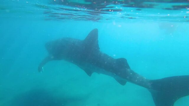 Espectacular Tibur&oacute;n ballena en M&eacute;xico