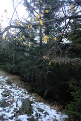 Snow in the mountains. Winter