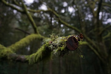 Mossy Tree Branch