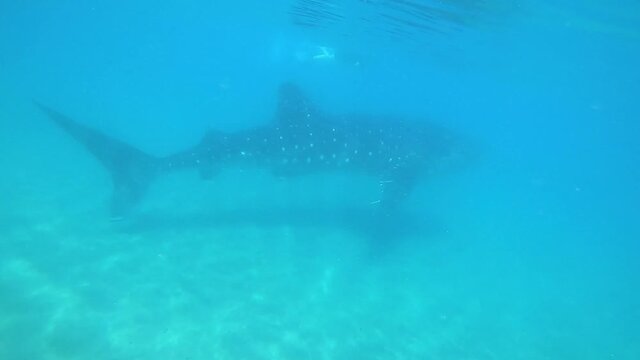 Tibur&oacute;n Ballena en la costa