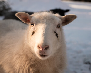 Icelandic Sheep