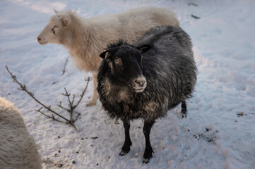 Icelandic Sheep
