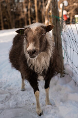 Icelandic Sheep