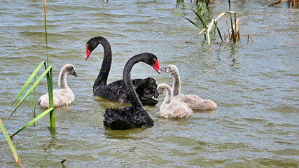 Two Black Swans with their Cygnets in Lake Mulwala