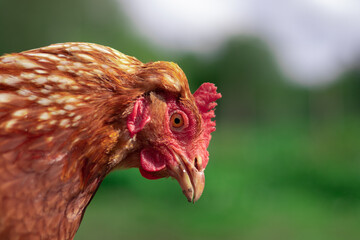 Brown chicken close portrait in the summer. Free range small farm, happy animals.