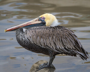Brown Pelican, brightly colored bird showing the fine feather detail  with good lighting in the...
