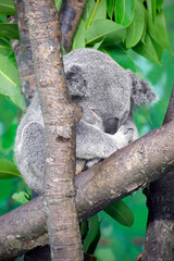 Koala Bear - Sleeping