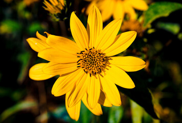 Bright yellow flower in the morning sunshine. Vibrant yellow flower in full bloom