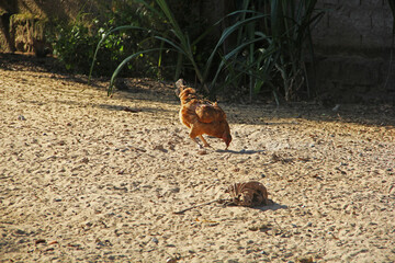chicken in chicken coop
