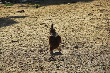 chicken in chicken coop
