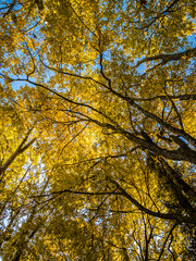 Herbstfoto von Bäumen bei schönem blauen Himmel in gelbem Laub