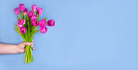 Pink tulips flowers in hand on a blue background.