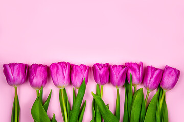Pink tulips flowers on a pink background. Concept - congratulations on international women's day, birthday, happy mom's day, pleasant surprise, spring, spring flowers.