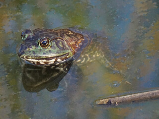 Toad sitting happily in the murky waters of a marsh.