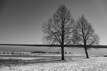 Trees against a frozen lake