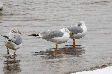 Fototapeta premium Seagulls at Sunnyside Beach Toronto