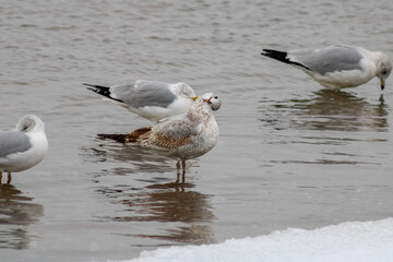 Seagulls at Sunnyside Beach Toronto