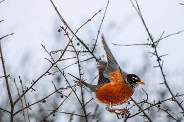 Bird at High Park Toronto