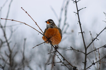 Bird at High Park Toronto