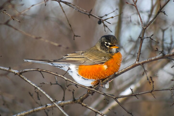 Bird at High Park Toronto