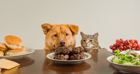 dog and cat staring at hamburger meat patties - 478222217