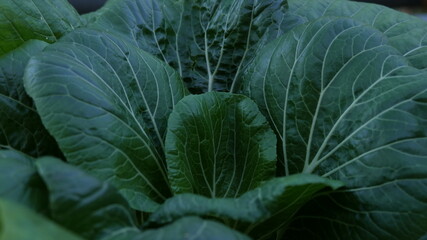 in the middle of a very green healthy looking vegetable ready for harvest with blurred effects around