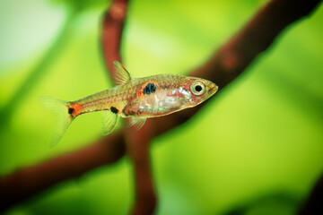 Dwarf rasbora, Rasbora maculata Freshwater fish in the nature aquarium, is often as often referred as Boraras maculatus. Animal aquascaping photography with a focus gradient and soft background.