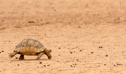Obraz premium Leopard Tortoise in the Kgalagadi