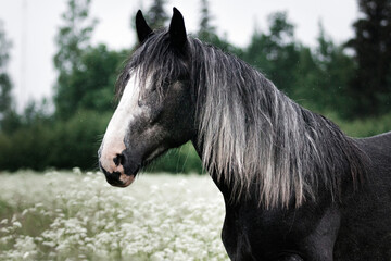 Dark gray shire mix horse standing still in the white meadow in summer in the rain.