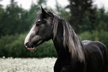 Dark gray shire mix horse standing still in the white meadow in summer in the rain.