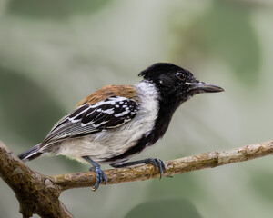 Black Crested Antshrike, brightly colored bird showing the fine feather detail perched on a branch...