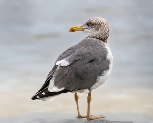 Lesser Black-Backed Gull, brightly colored bird showing the fine feather detail perched on a branch...