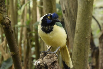 Obraz premium Cyanocorax yncas, carriqui parado sobre tronco de arbol observando fijamente 