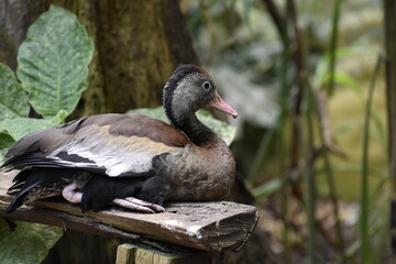 Dendrocygna autumnalis, pato pisingo descansando en un habitad natural 